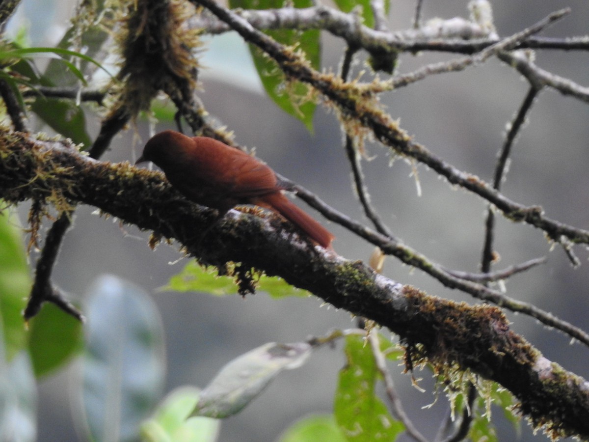 Fulvous-dotted Treerunner - ML632938508