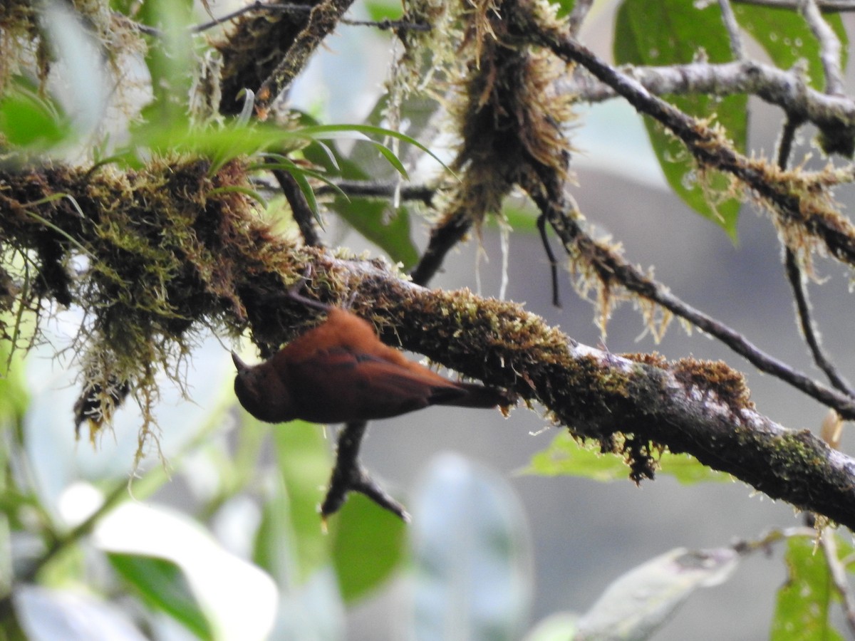 Fulvous-dotted Treerunner - ML632938509