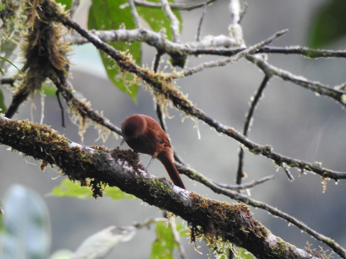 Fulvous-dotted Treerunner - ML632938510