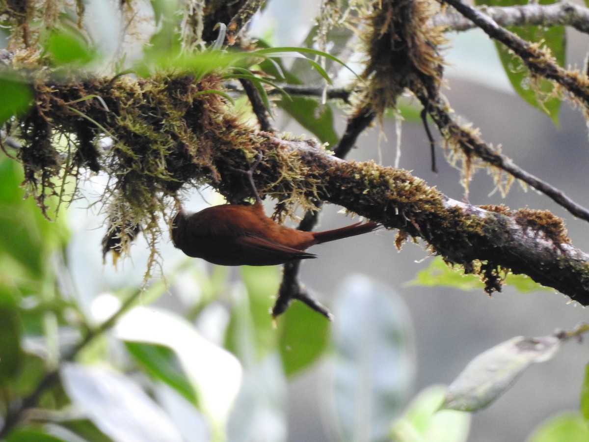 Fulvous-dotted Treerunner - ML632938511