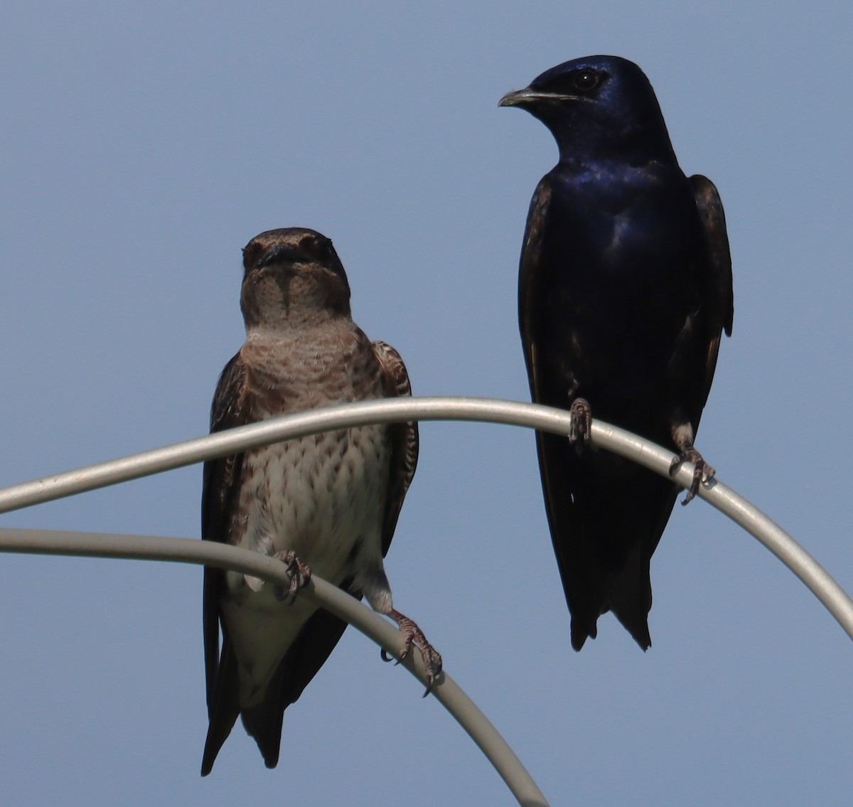 Purple Martin - ML632938541