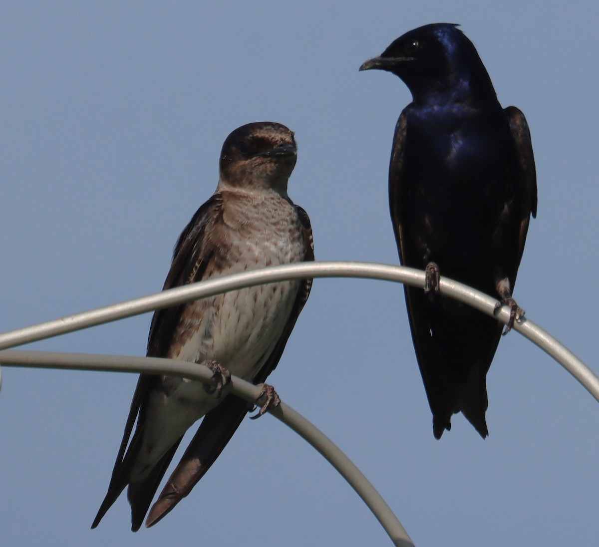 Purple Martin - ML632938549