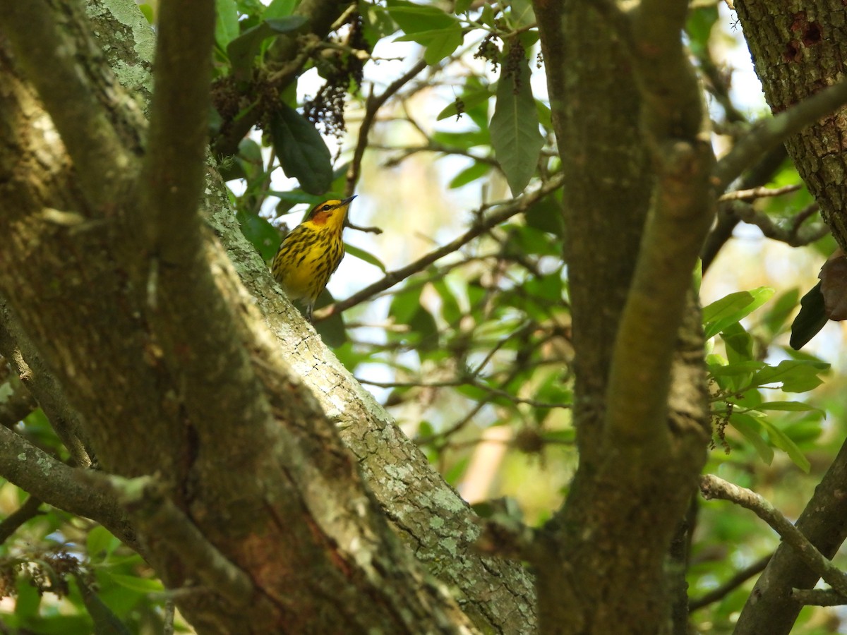 Cape May Warbler - ML632938865