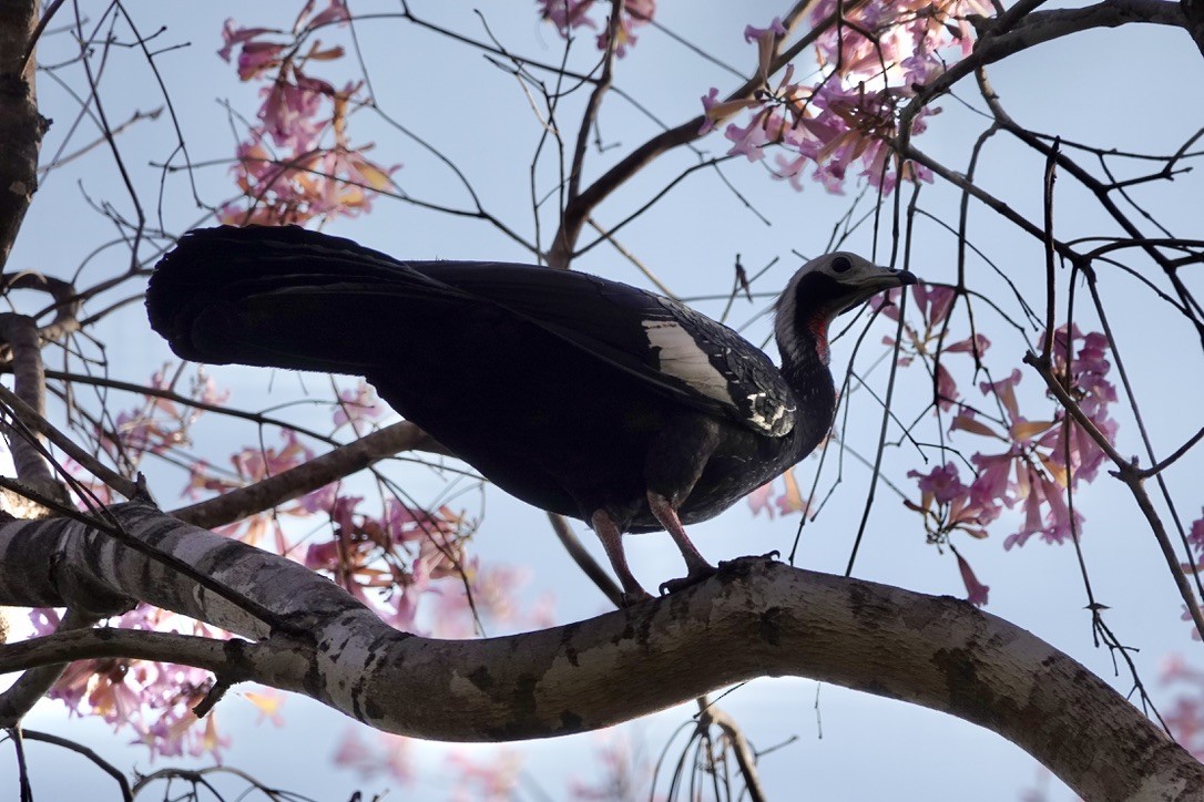 Red-throated Piping-Guan - ML632938869