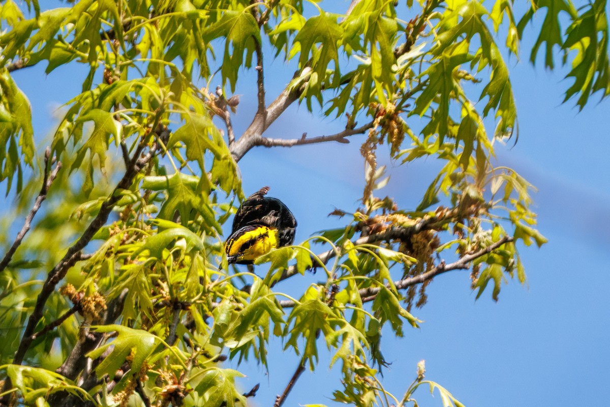 Golden-cheeked Warbler - ML632938954