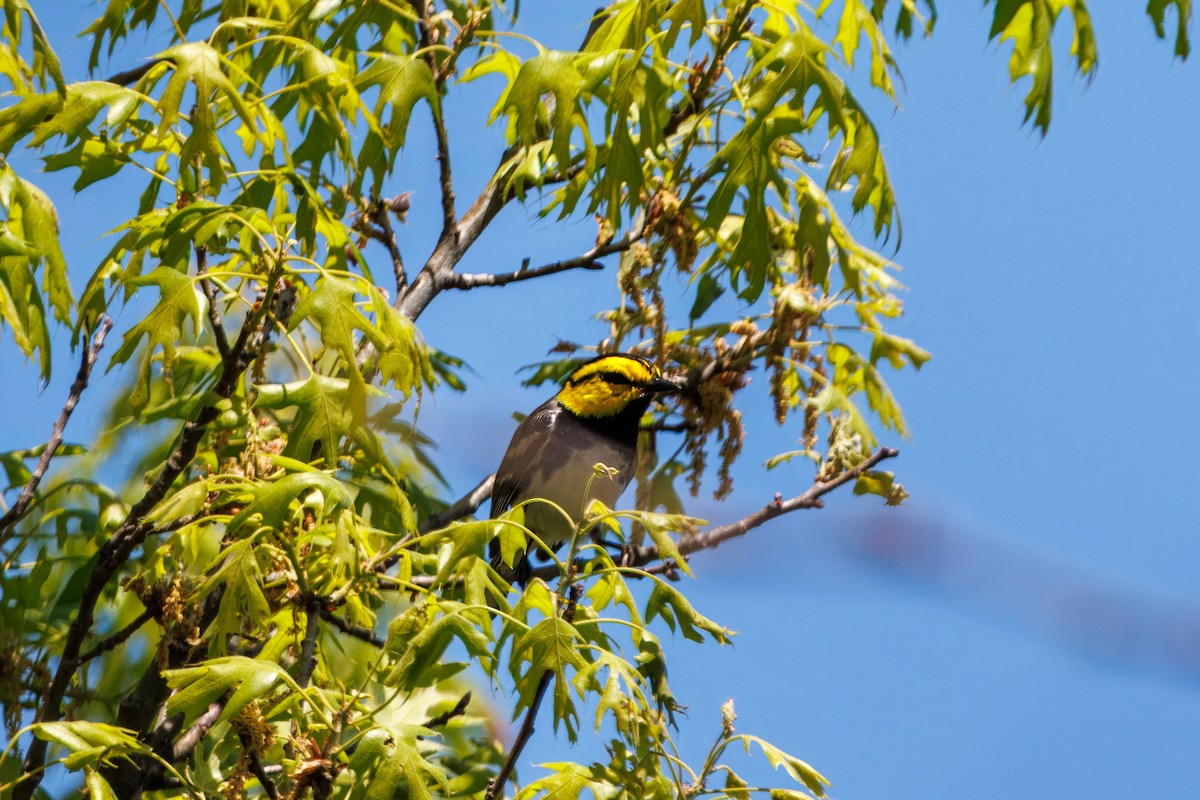 Golden-cheeked Warbler - ML632938955