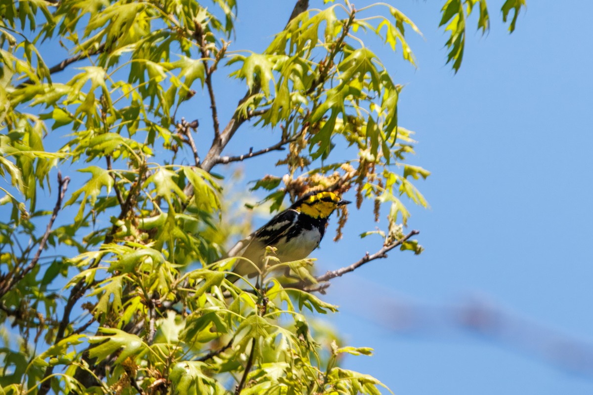 Golden-cheeked Warbler - ML632938956