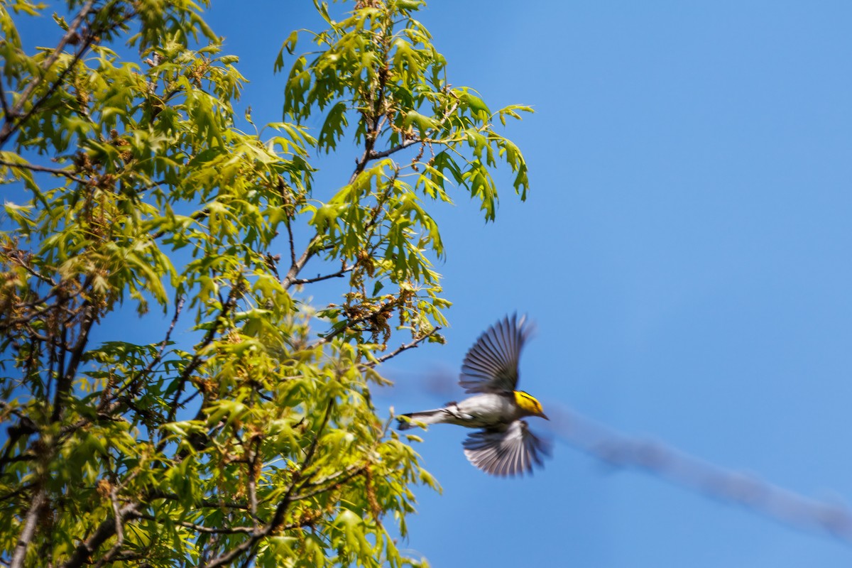 Golden-cheeked Warbler - ML632938958
