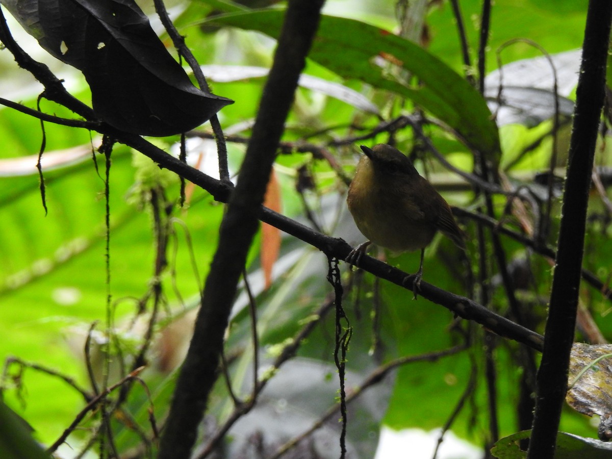 Bronze-olive Pygmy-Tyrant - ML632938988