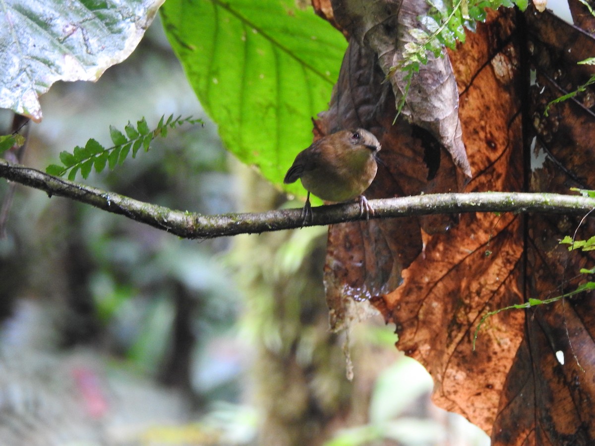 Bronze-olive Pygmy-Tyrant - ML632938989