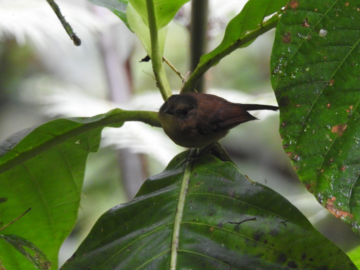Bronze-olive Pygmy-Tyrant - ML632938993