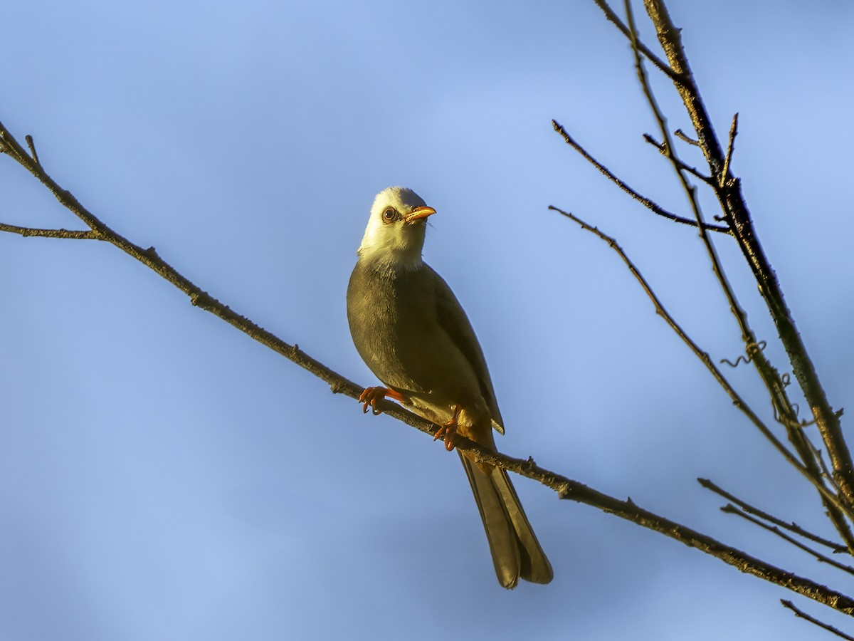 White-headed Bulbul - ML632939257
