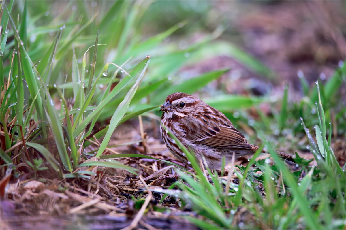 Song Sparrow - ML632939547