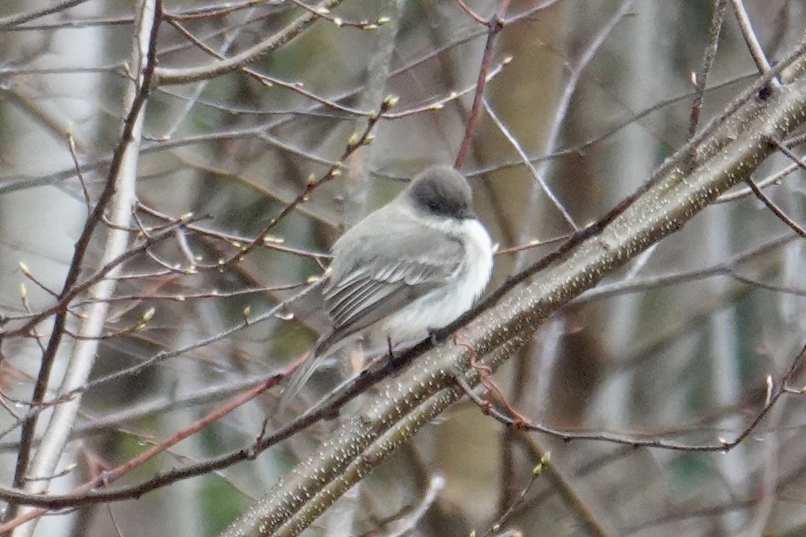 Eastern Phoebe - ML632939594