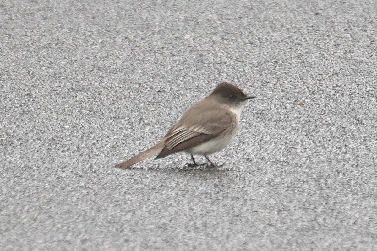 Eastern Phoebe - ML632939595