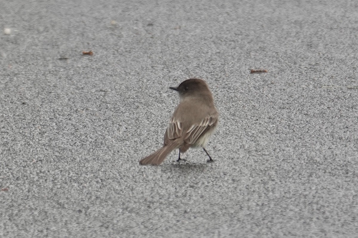 Eastern Phoebe - ML632939596