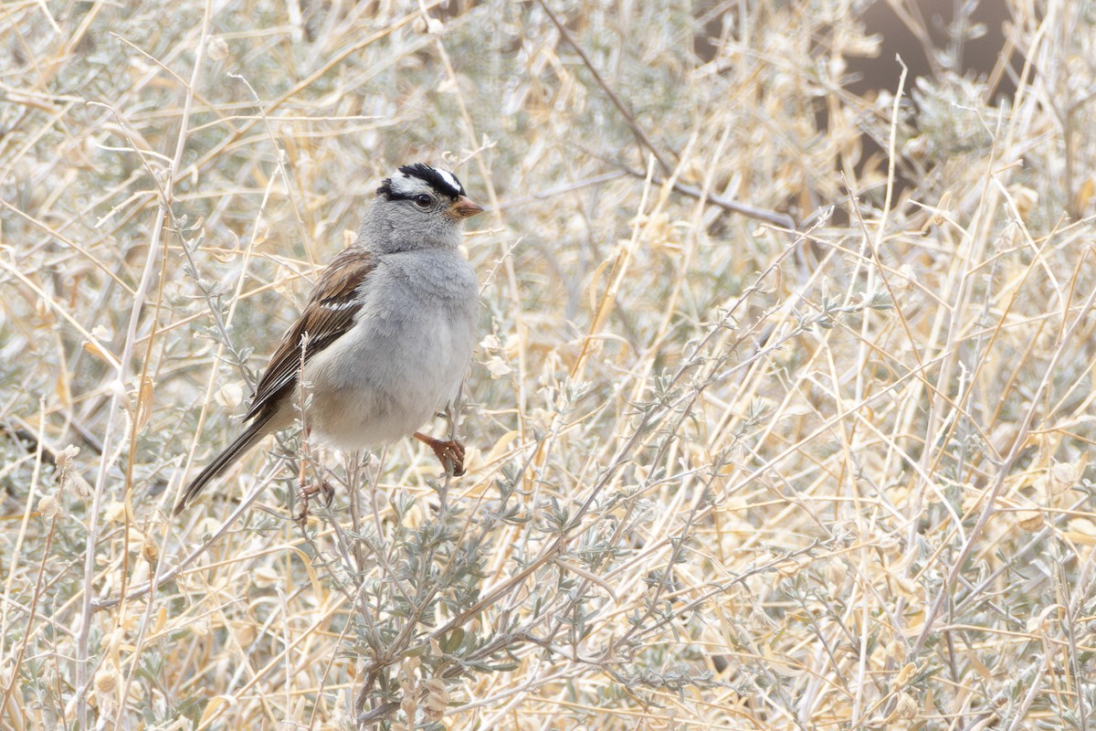 White-crowned Sparrow (Gambel's) - ML632939597