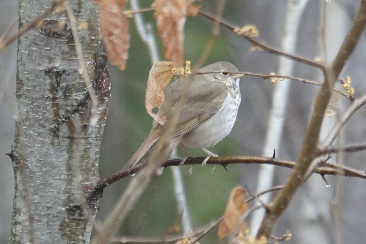 Hermit Thrush - ML632939697