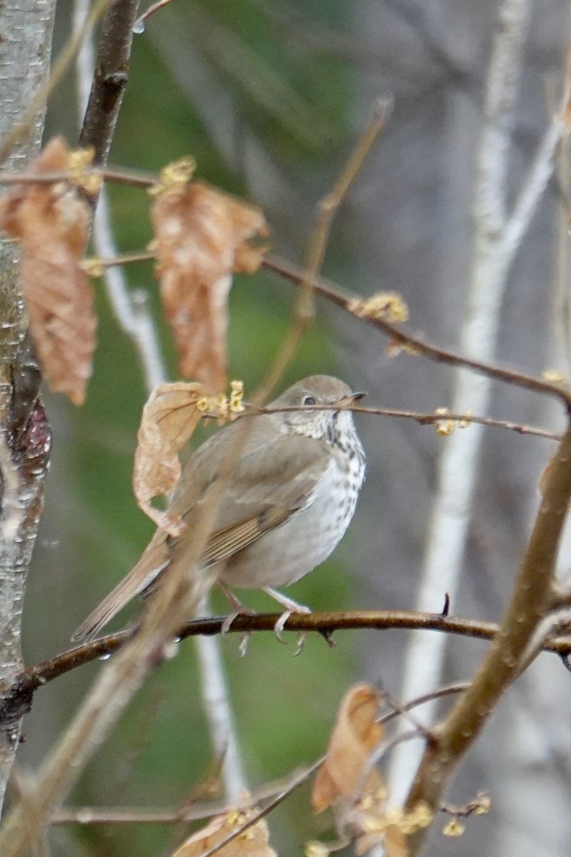 Hermit Thrush - ML632939698