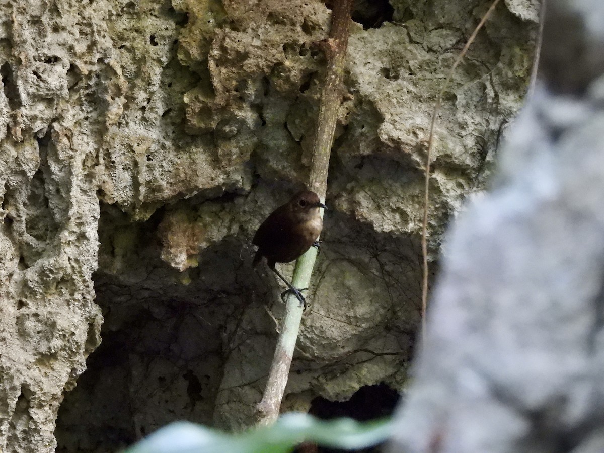 Nava's Wren - ML632939733