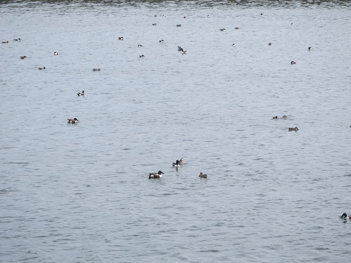 Mestolone - ML632939742