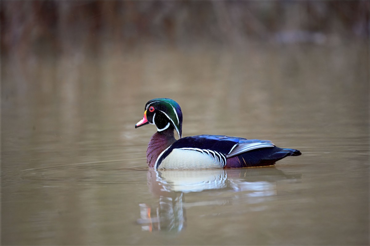 Wood Duck - ML632939763