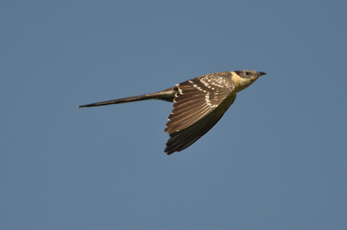 Great Spotted Cuckoo - ML63293981