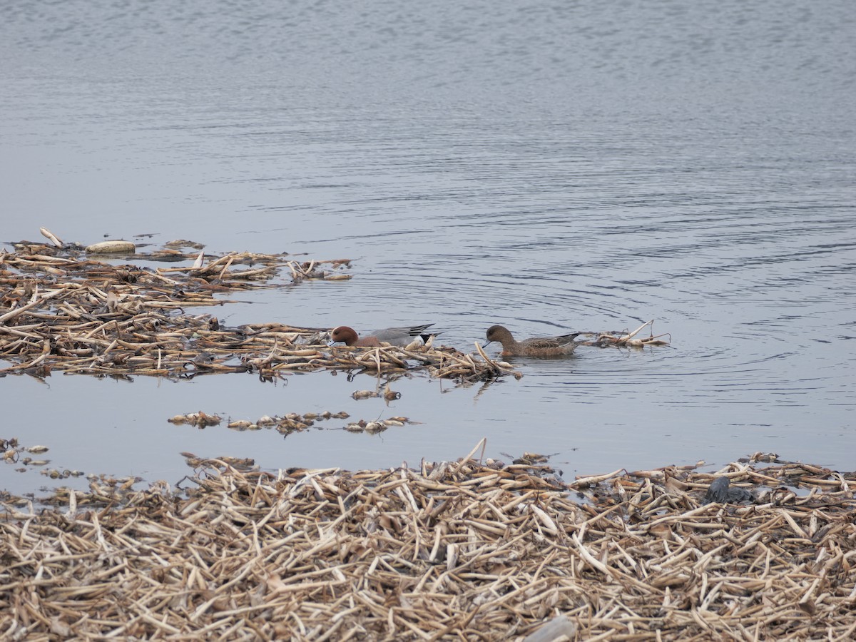 Fischione - ML632939815