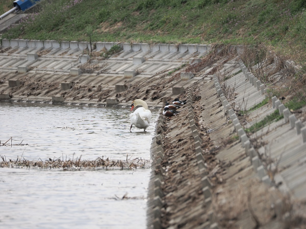 Cigno reale - ML632939829