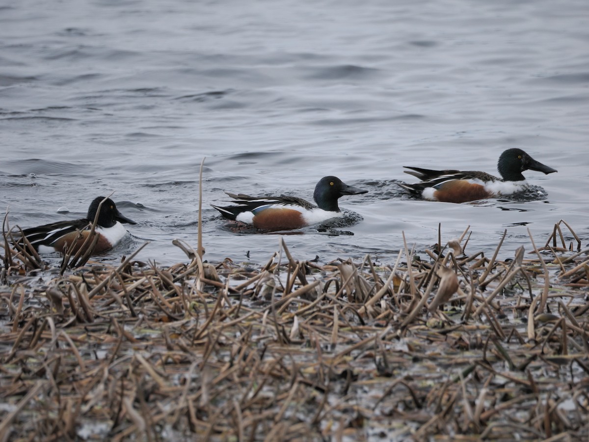 Mestolone - ML632939833