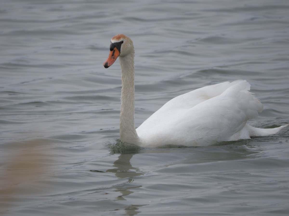 Cigno reale - ML632939852