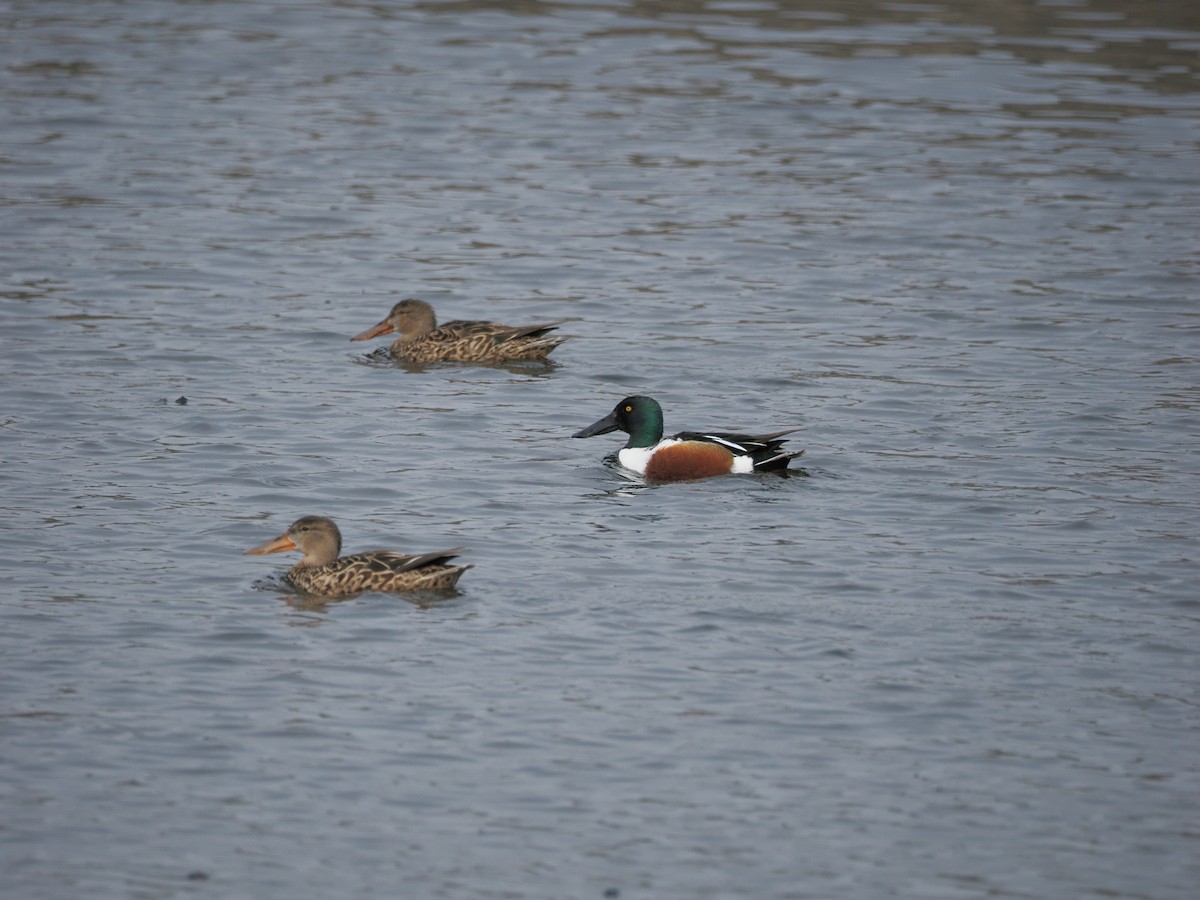 Mestolone - ML632939855