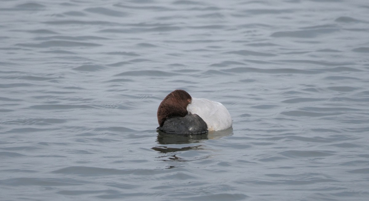 Moriglione - ML632939859