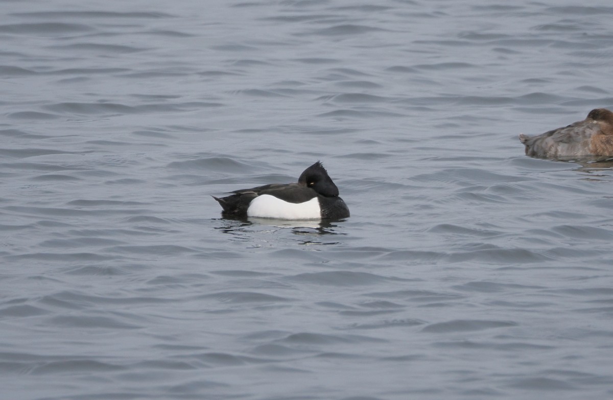 Moretta - ML632939862