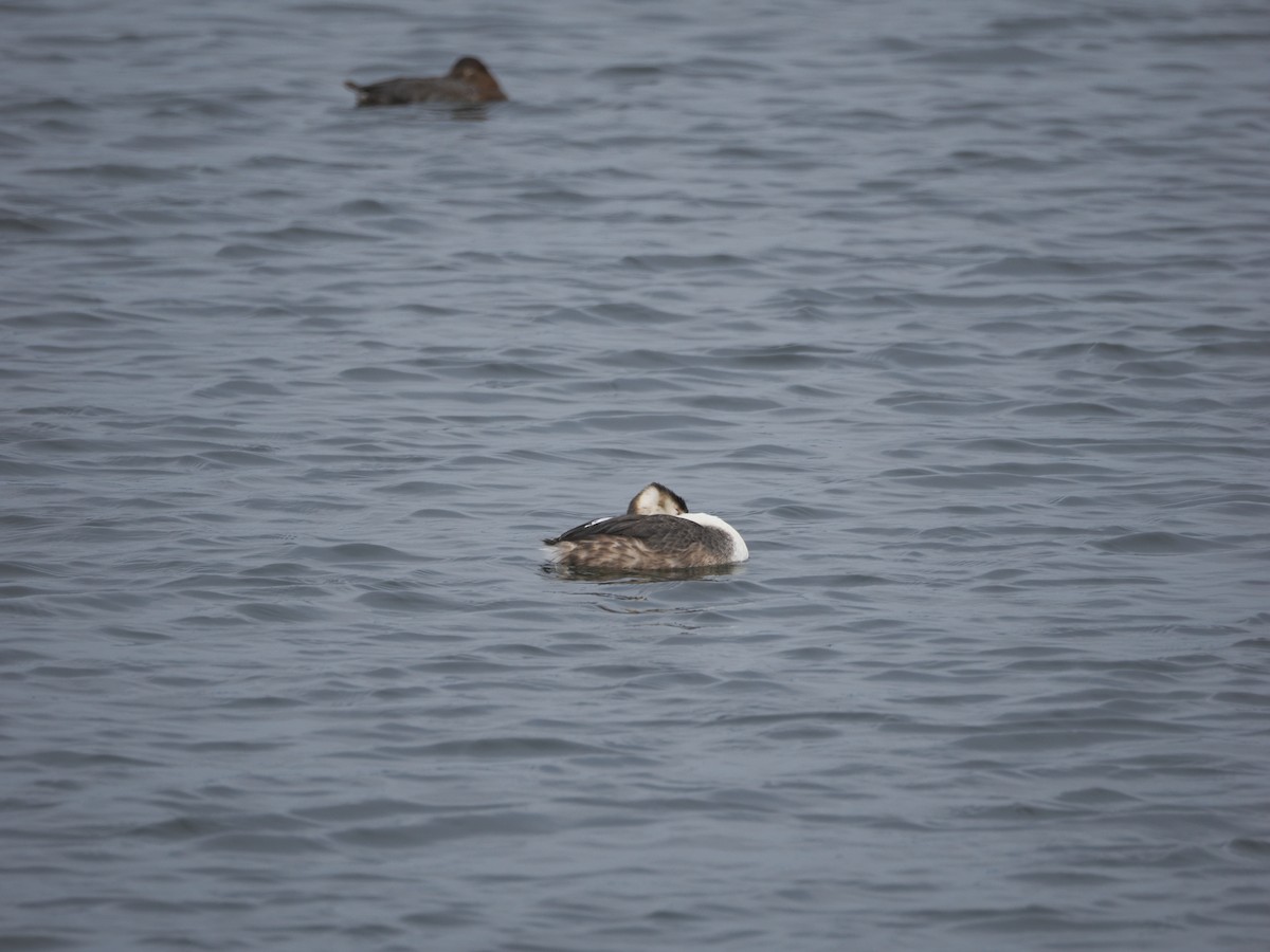 Svasso maggiore - ML632939867