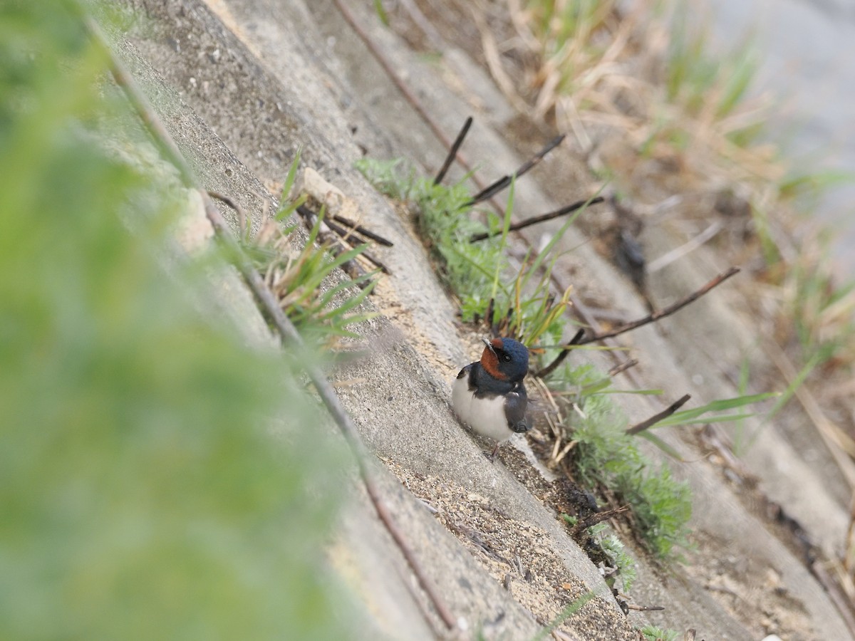 Rondine - ML632939883