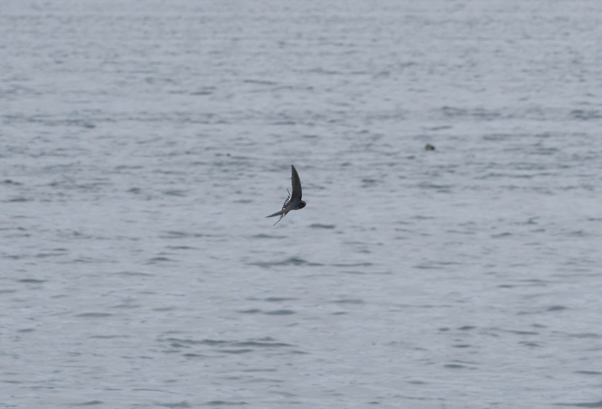 Rondine - ML632939888