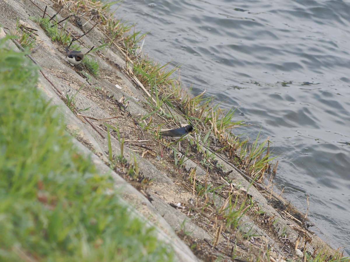 Rondine - ML632939892