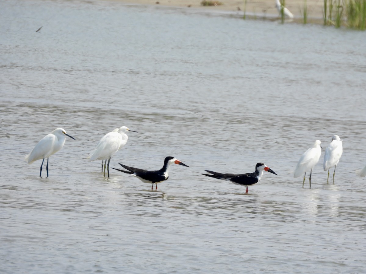Black Skimmer - ML632939918