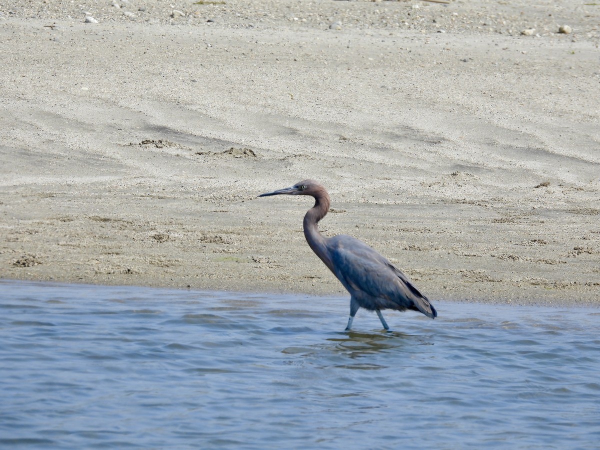 Reddish Egret - ML632939938