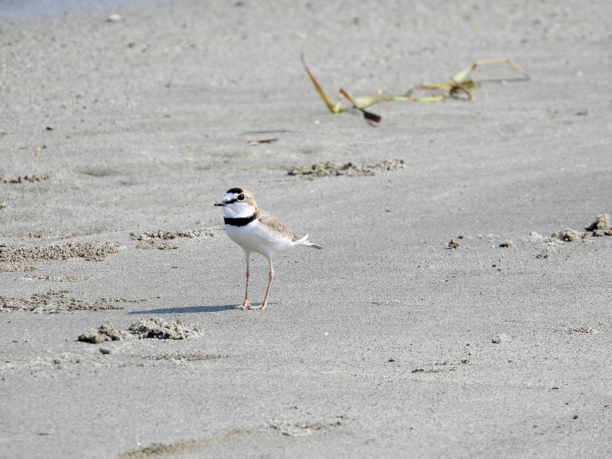 Collared Plover - ML632939978