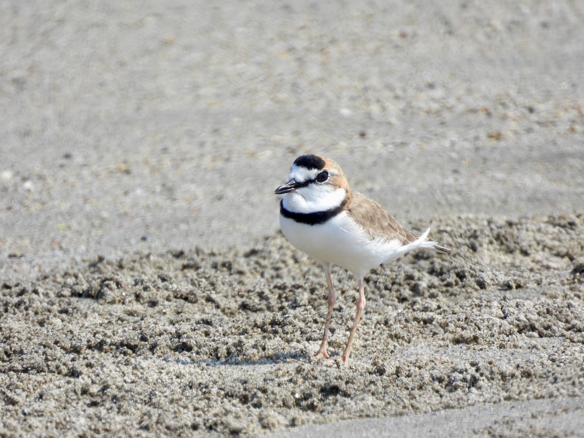 Collared Plover - ML632939979
