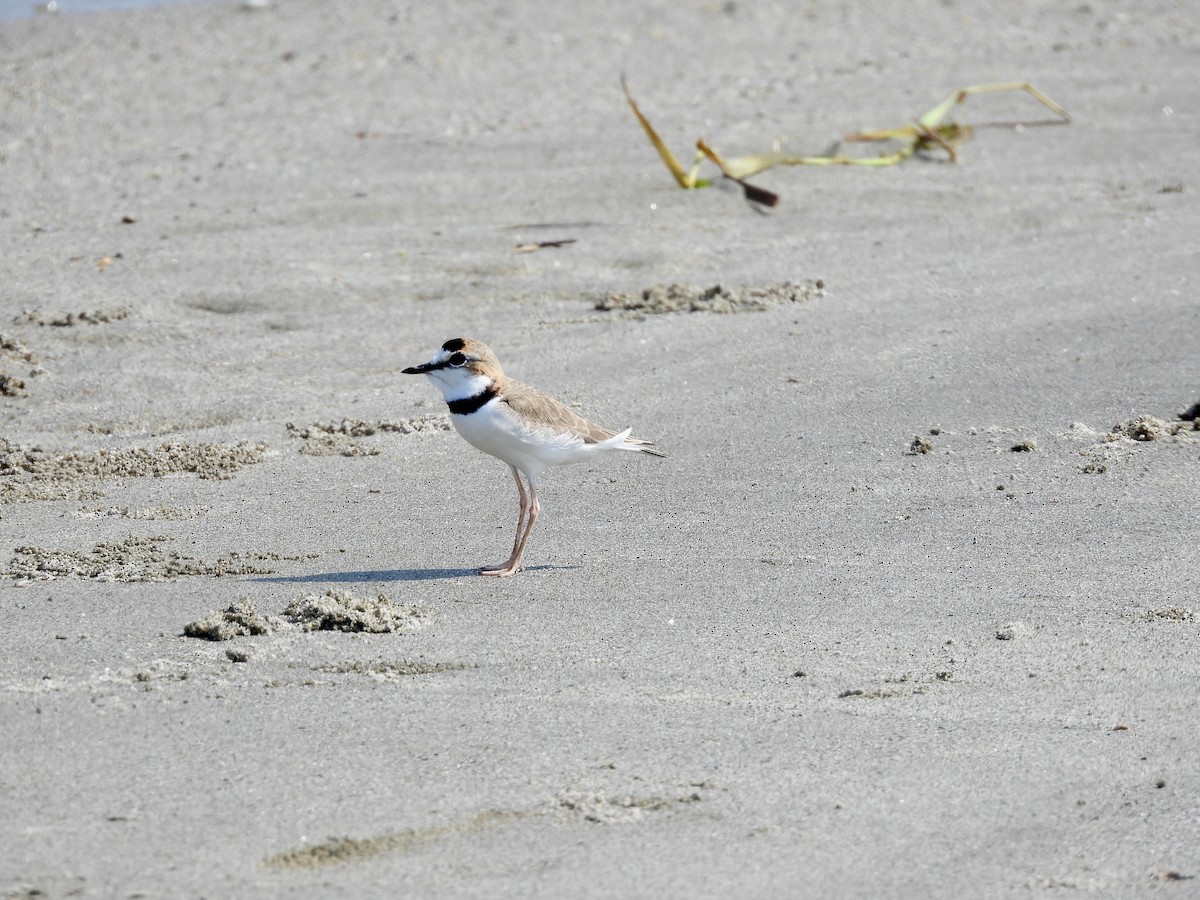 Collared Plover - ML632939980