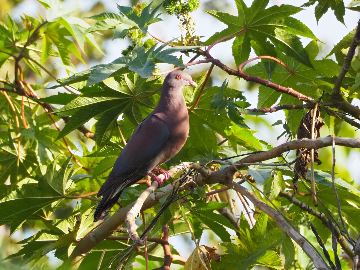 holub středoamerický - ML632940315