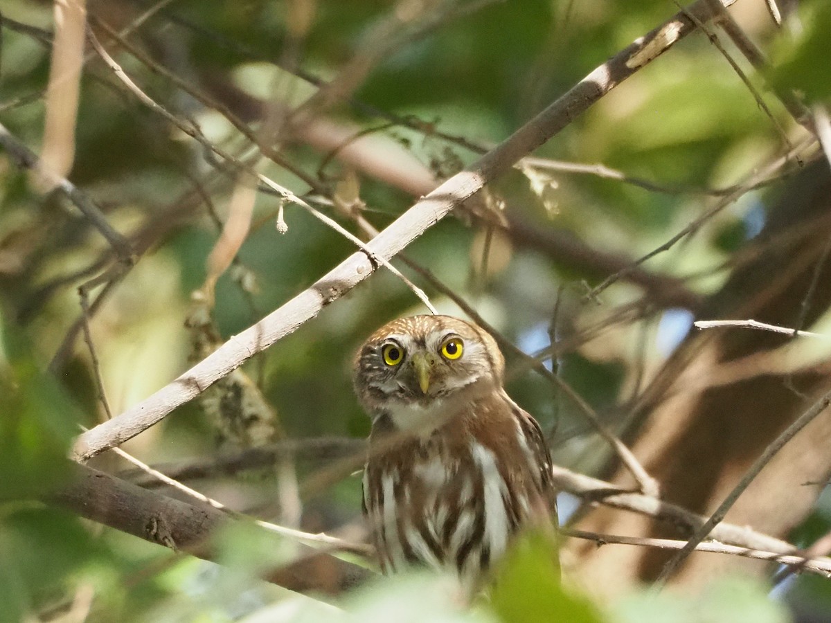 kulíšek brazilský [skupina brasilianum] - ML632940340