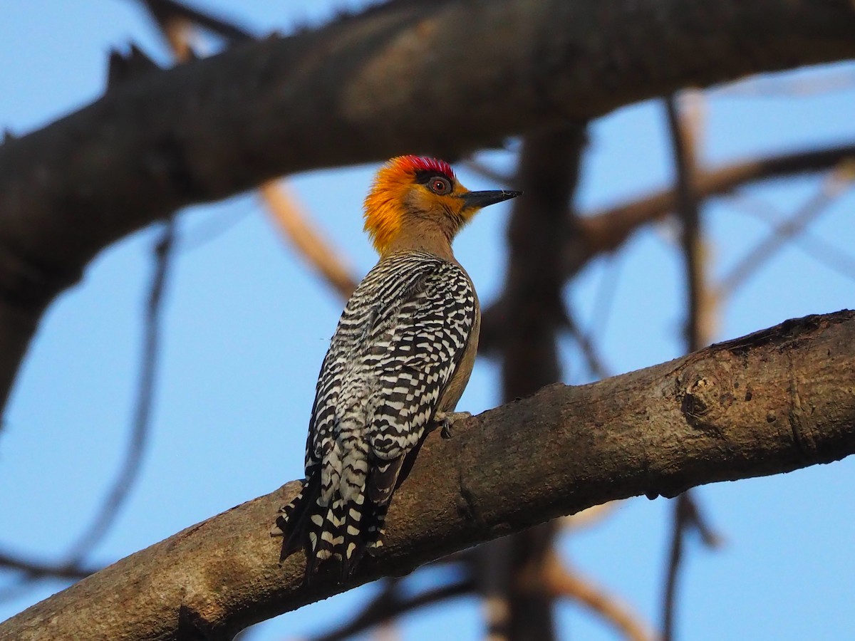 datel zlatolící - ML632940351