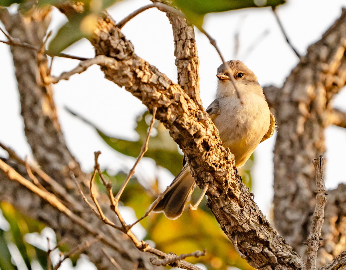 Chapada Flycatcher - ML632940415