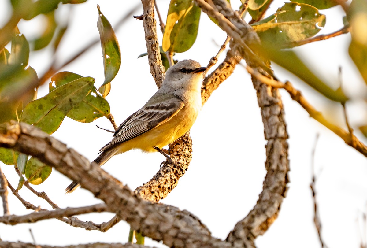Chapada Flycatcher - ML632940416