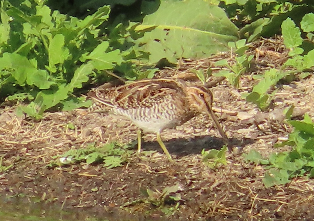 Wilson's Snipe - ML632940459