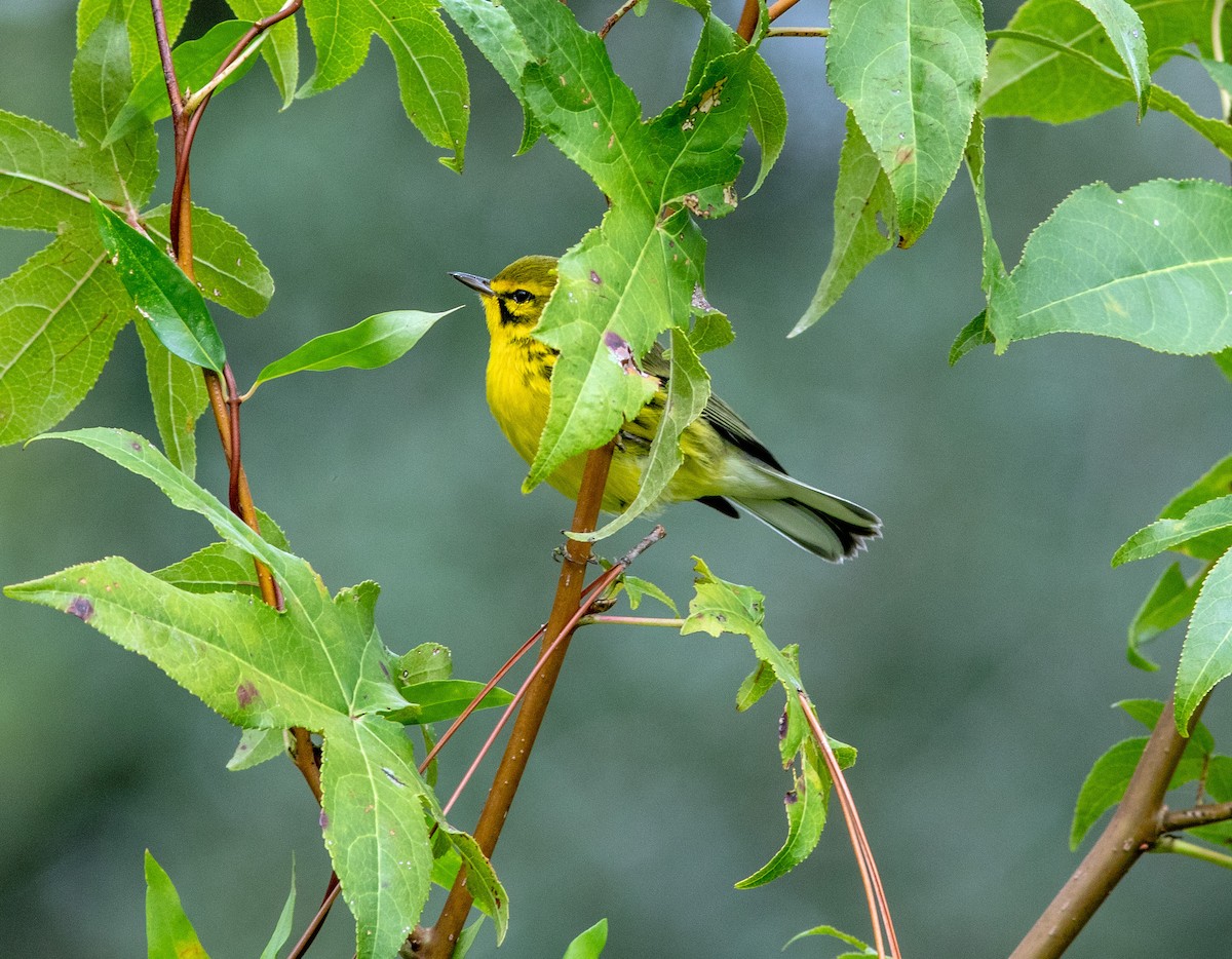 Prairie Warbler - ML632940483